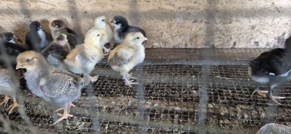 Балапан / Цыплята