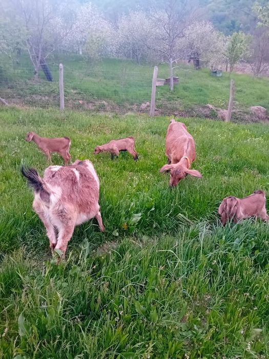 Vând iezi metis anglo nubian de prasilă