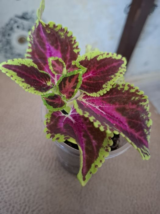 Комнатные цветы в копилочку