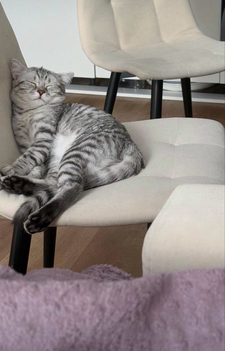 шотландская вислоухая кошка