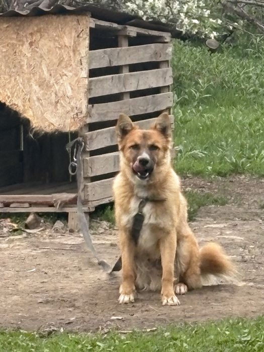 Овчарка метис сторожевая