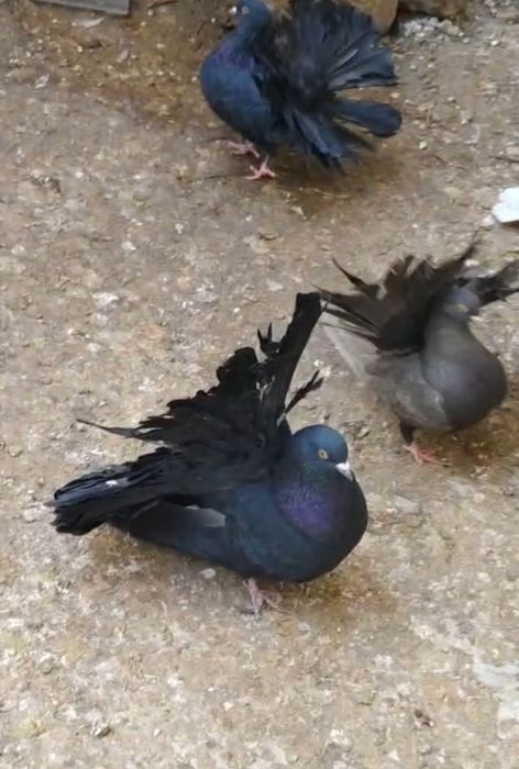 Голуби якобины и павлины