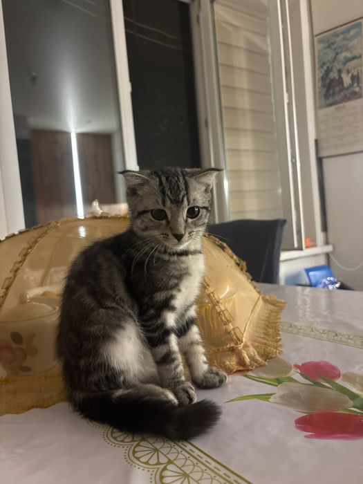 Котенок вислоухий