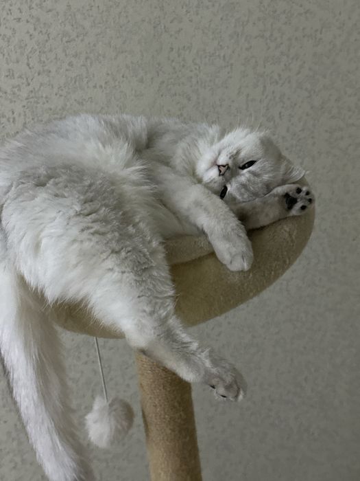 skotish fold SROCHNO sotiladi