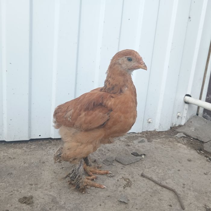 Продам петушков брама