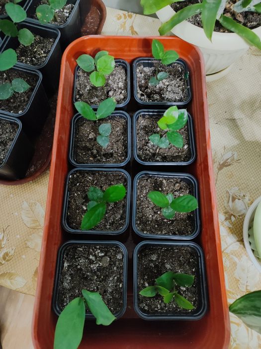 красивые замиакулькасы