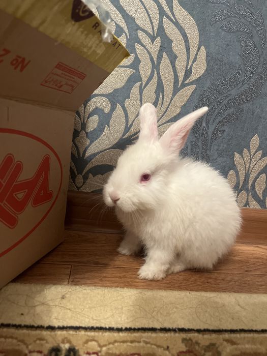 Ақ көжегім сатылады