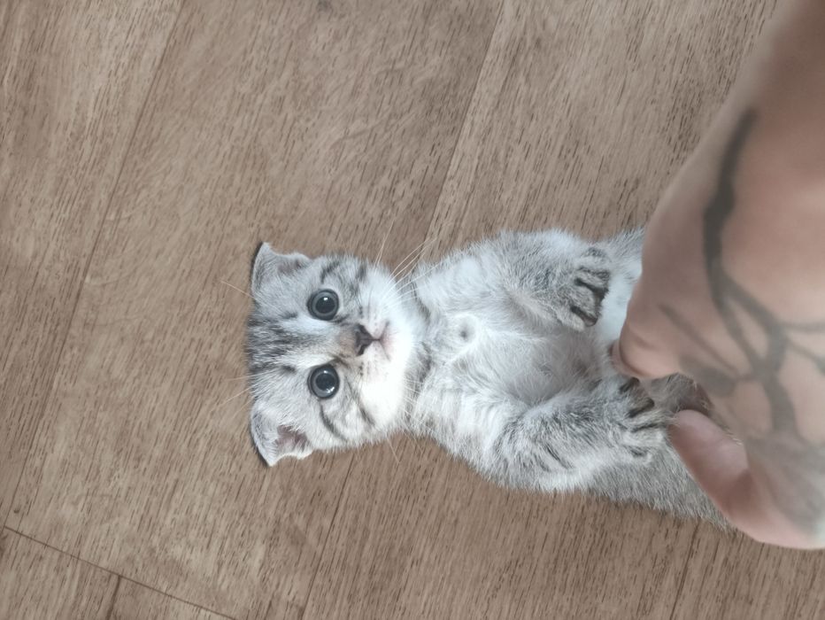 Котята вислоухие британцы