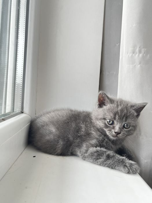 Британско котенце