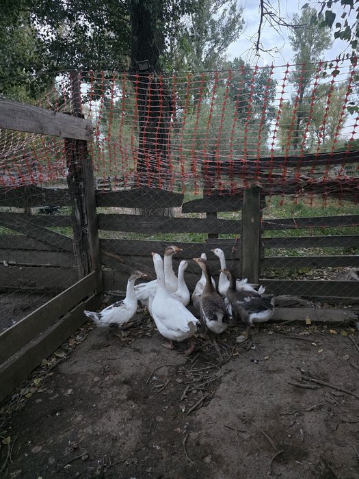 Gâște de vânzare