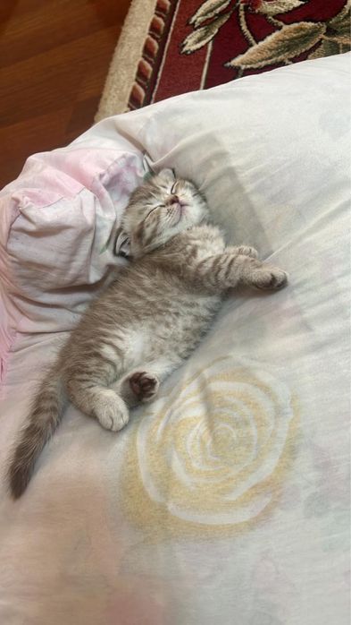 Шотландская вислоухая котята