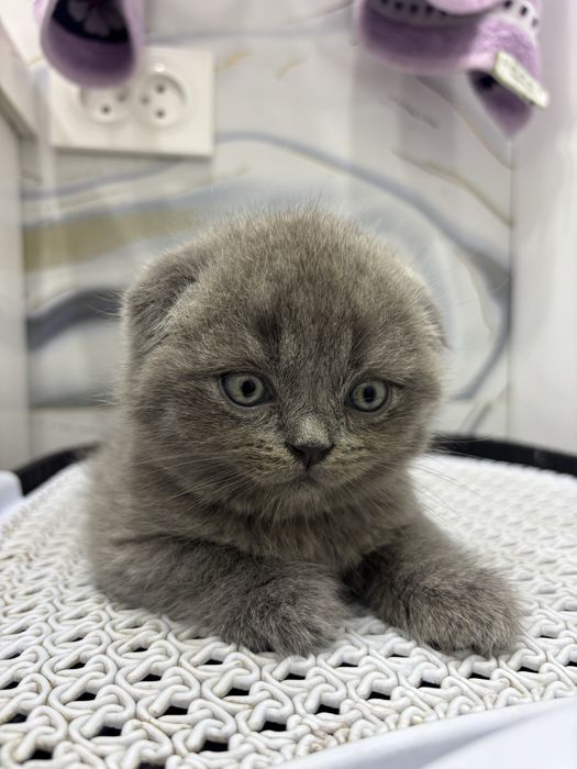 Продаются котята Скоттиш Фолд