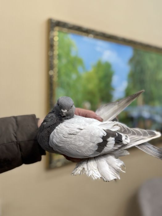 Продам летных, бойных голубок