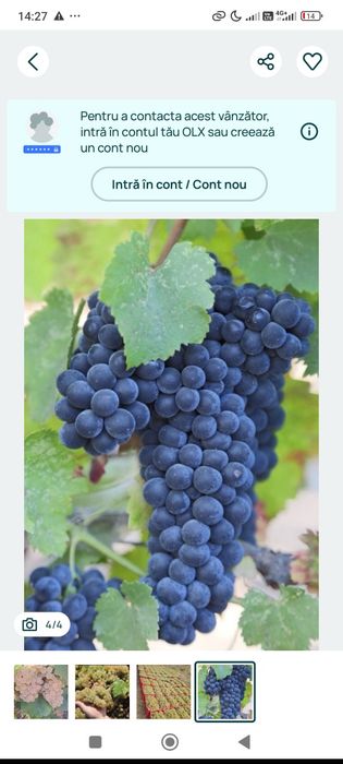 Vând struguri de vin alb și negru
