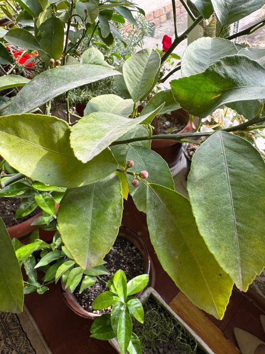 Mevaga kirgan Lemon daraxti sotiladi