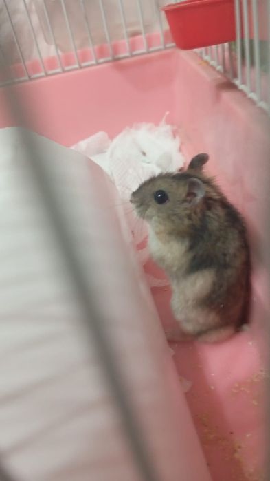 Продам джунгарских хомячков