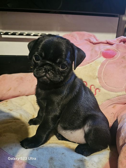 Мопсы супер щенки