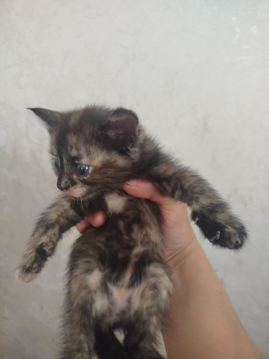 Отдам даром котенка