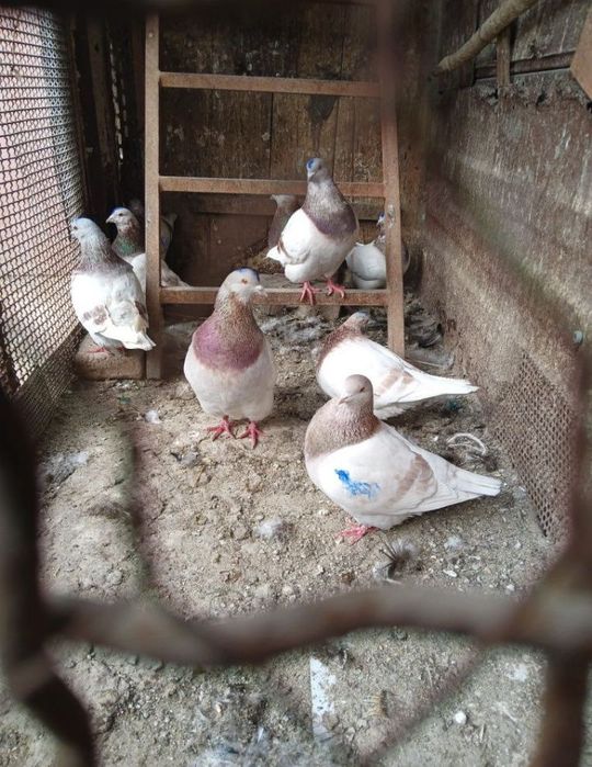 Vand porumbei texani sau la schimb