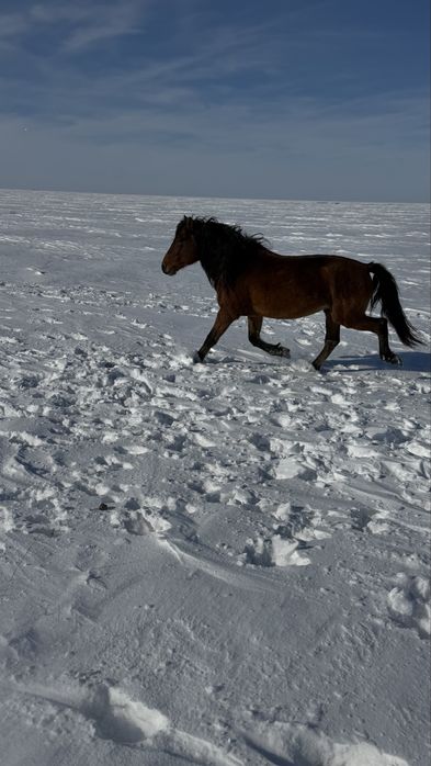 Белді жабы айғыр сатылады