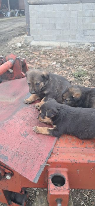 Done pui de caine, catei