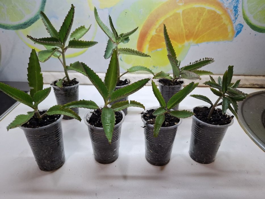 Продам Каланхоэ Дегремона