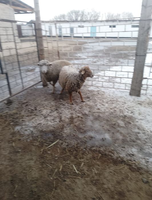 Продаётся бараний