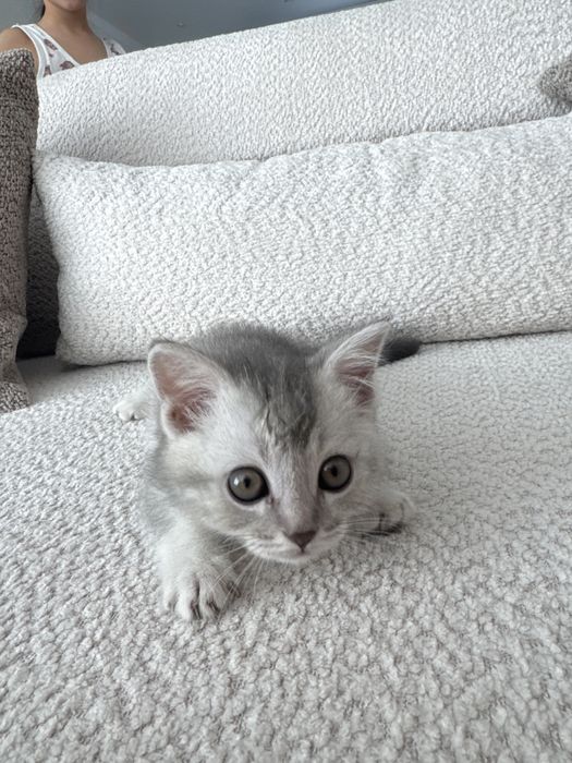 Котенок шатландский