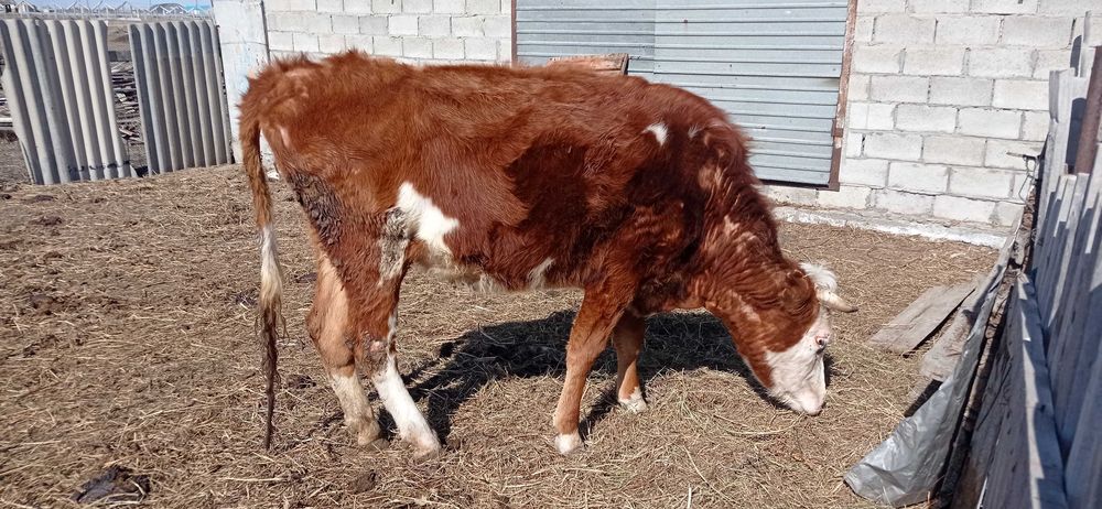 Корова, стельная