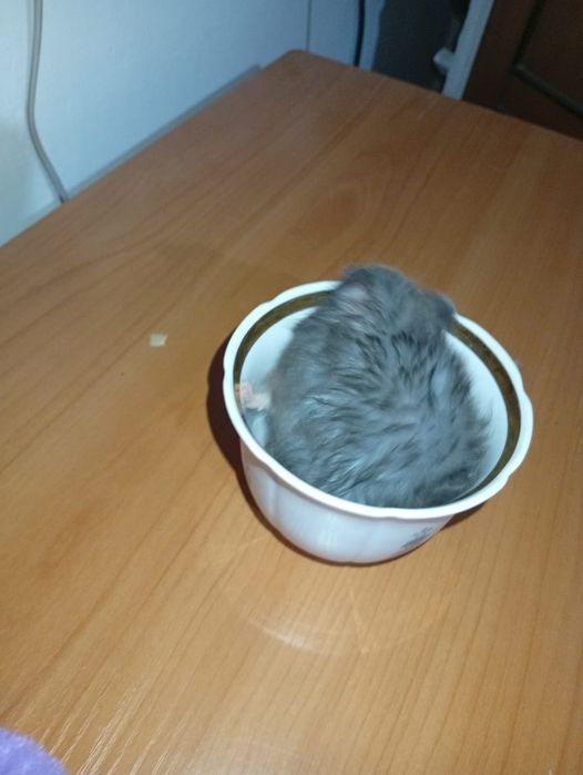 Хамеки животное .