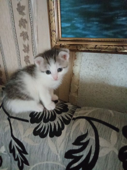 Отдам в добрые руки котят. 2 мальчика и девочка.