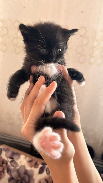 Отдам даром котенка