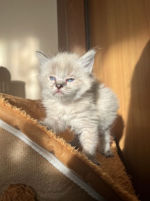Котенок девочка 1,5 месяца