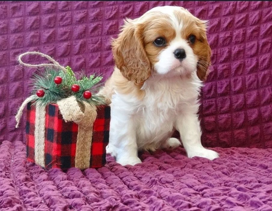 Кавалер кинг чарлз шпаньол мъжки и женски