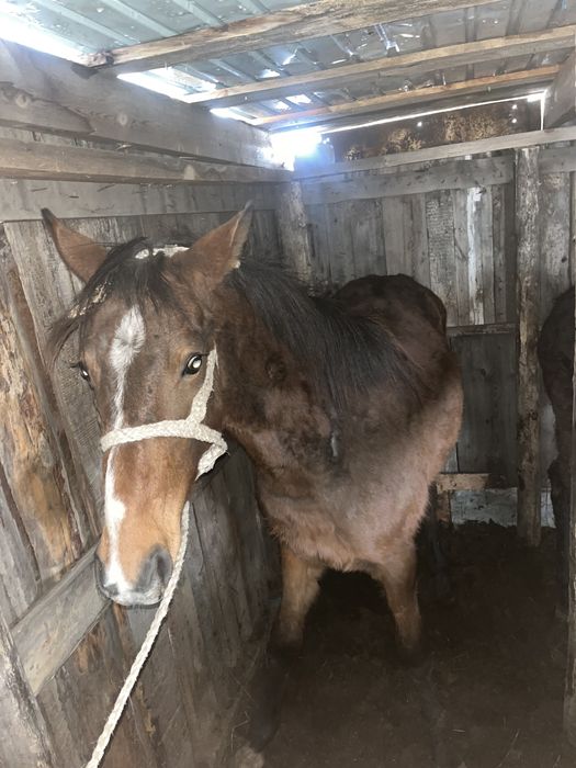 Продам 3 Лошадки