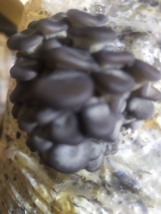 Вешинка Кузикорин уруги семена Ка 17 штп