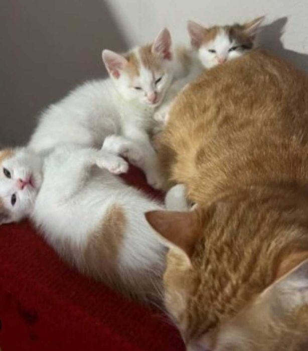 Отдам в добрые руки котят