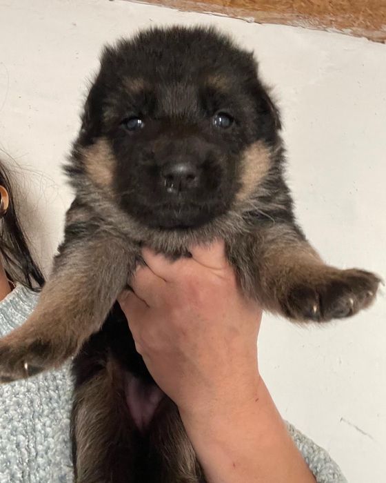 Щенки немецкой овчарки