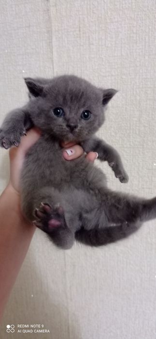 Тоза британ боласи