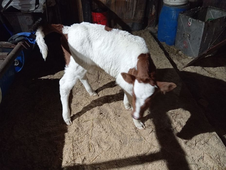 Продам телят бычок сементал и телочку