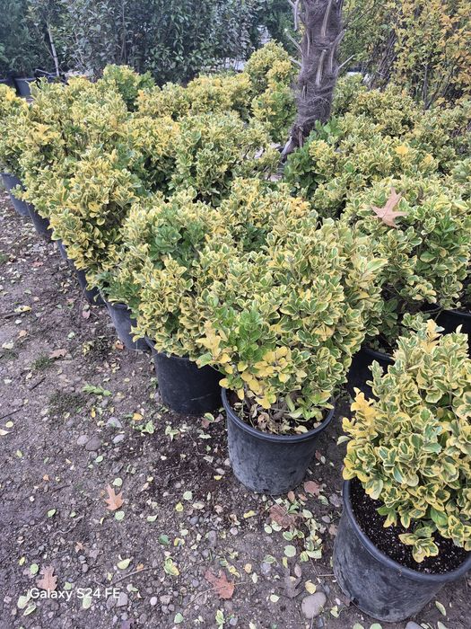 Tuia danica globular