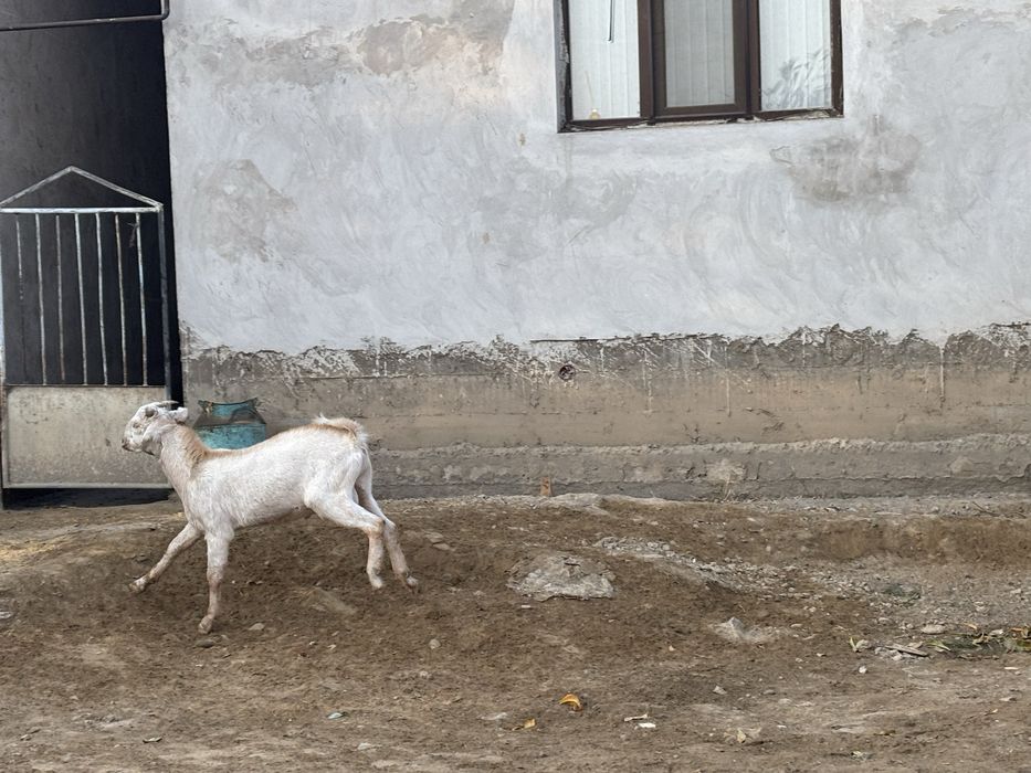 Теке сатылады. Пародный