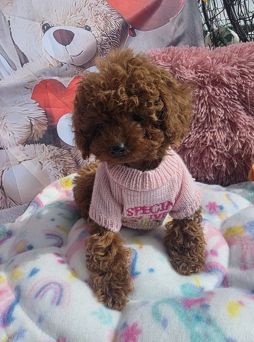 Пудел tea cup момиче с родословие