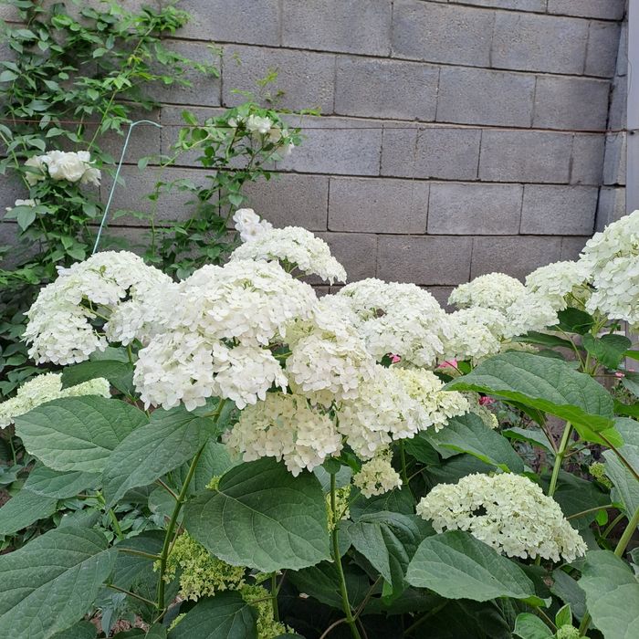 Гортензия метельчатая