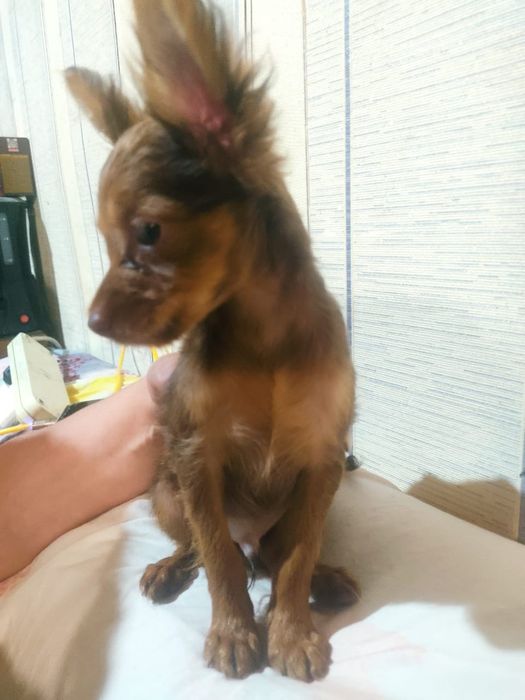 Продам щенков русского той терьера