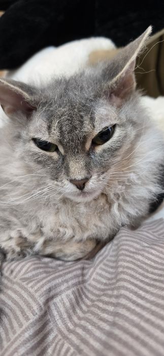 Отдам котёнка. Девочка