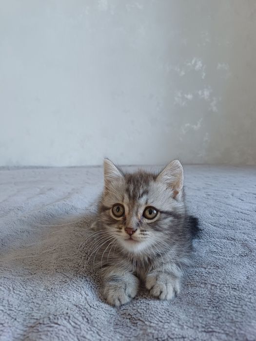 Отдам в добрые руки