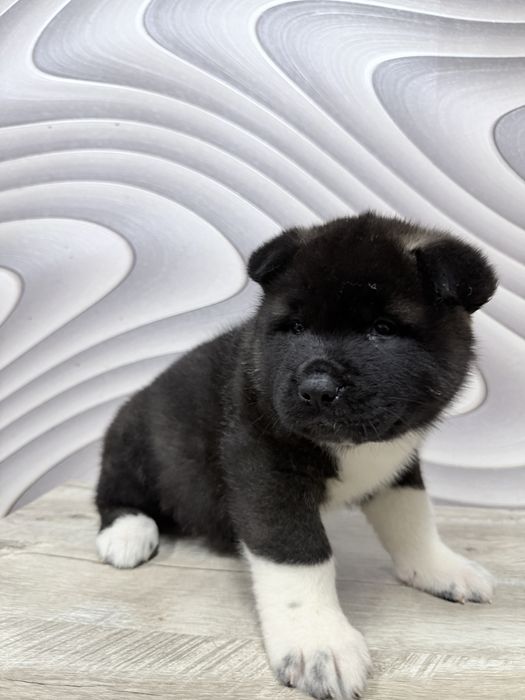 Щенки американской акиты