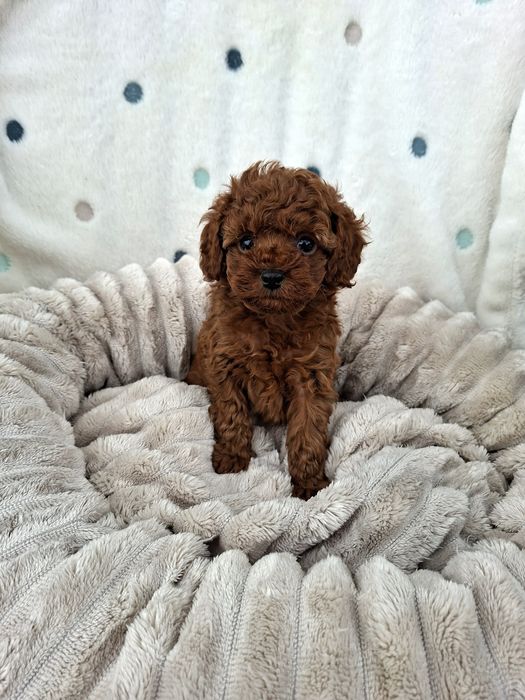 Пудел  Той  Момченце  с Родословие