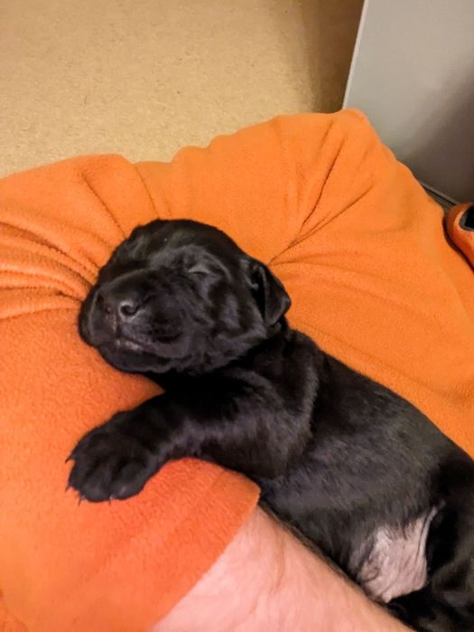 продам элитных лабрадоров